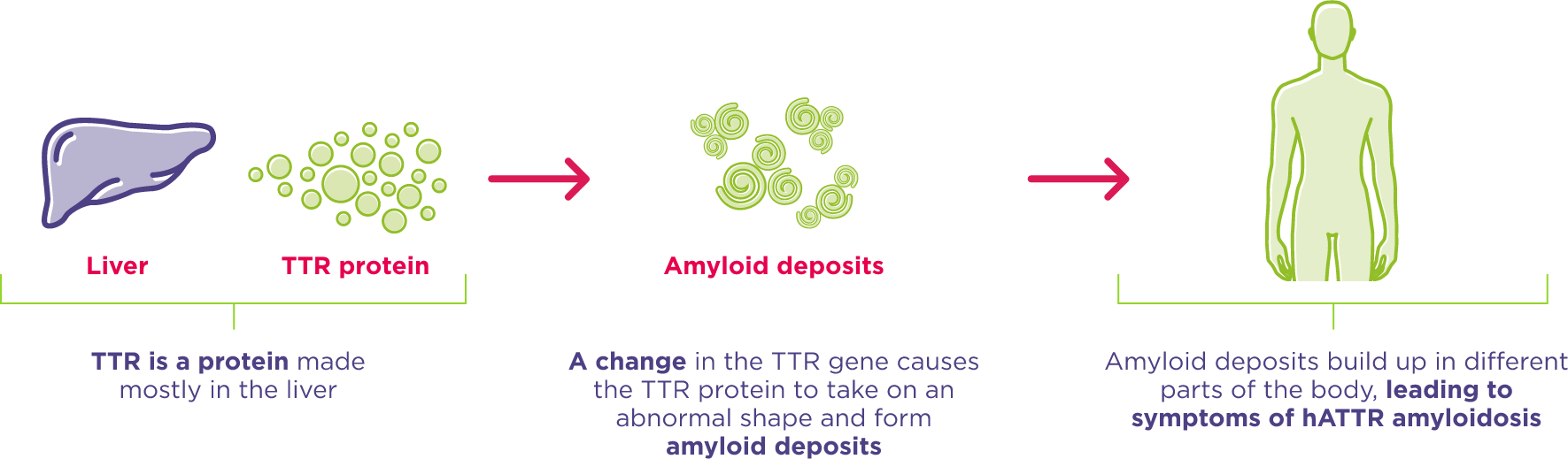 How hATTR amyloidosis develops